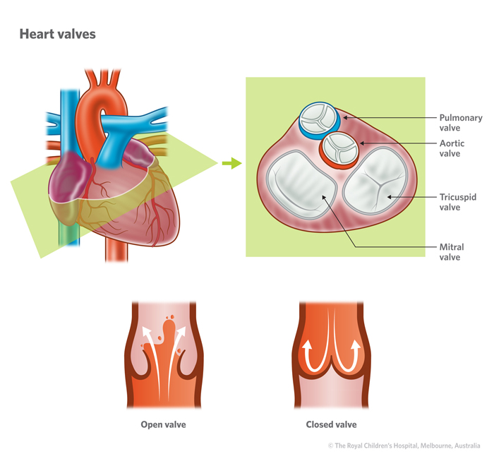 Illustration of normal heart with cross section showing valves