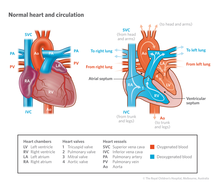 Illustration of a normal heart and circulation