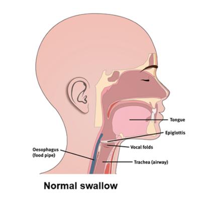 Diagram indicating normal physiology that enable normal swallowing function.